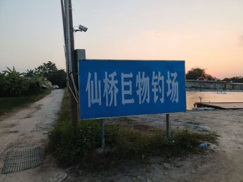 仙桥巨物钓场钓点与钓场环境照片