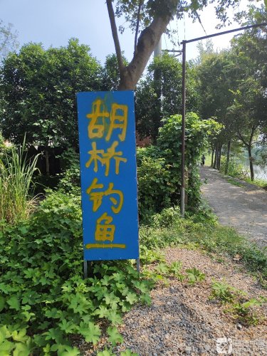 胡桥钓鱼钓场环境照片