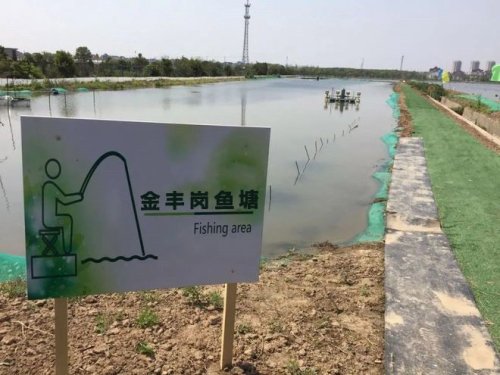 金丰岗鱼塘钓场环境照片
