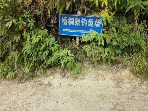 梧桐泉钓鱼场钓点与钓场环境照片