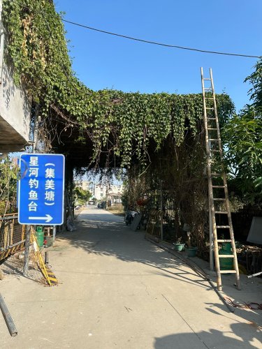 星河钓鱼台(集美塘)钓场环境照片