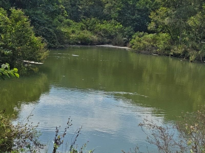 无忧休闲钓场(洛江1号塘)钓场环境照片