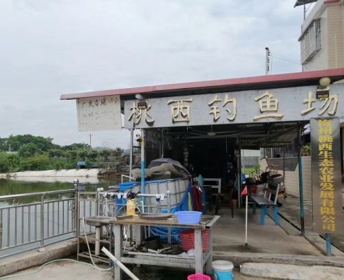 桃西钓鱼场钓点与钓场环境照片