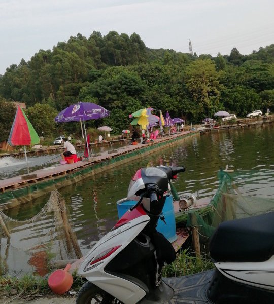 金沙洲垂钓场钓点与钓场环境照片