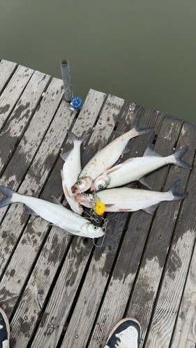 海王钓场钓场环境照片