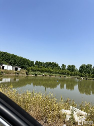 沭阳东南花地巨物钓场钓场环境照片