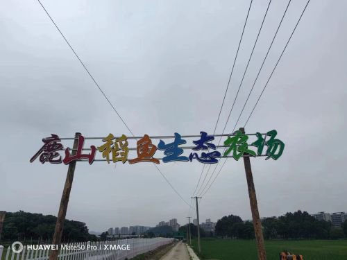 鹿山稻鱼共生垂钓园钓点与钓场环境照片