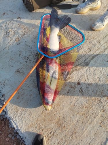 理想鱼垂钓基地钓点与钓场环境照片